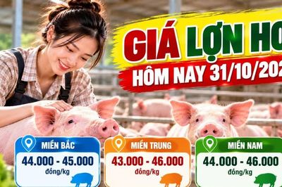 Giá lợn hơi hôm nay 31/10/2026: Thấp nhất 43.000 đồng/kg
