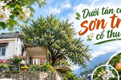 Dưới tán cây sơn tra cổ thụ