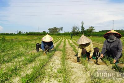 Háo hức vào vụ kiệu Tết