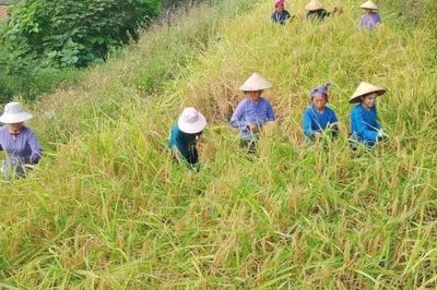 Xã Yên Thổ ước đạt gần 1.400 tấn lương thực có hạt