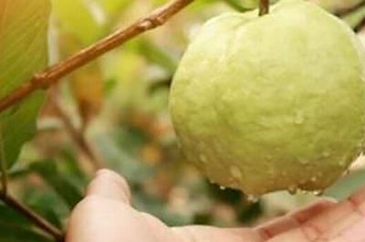 Loại quả tốt trên thế giới, Việt Nam trồng bạt ngàn thành đặc sản nổi tiếng từ 10.000 đ/kg, tốt cho sức khỏe