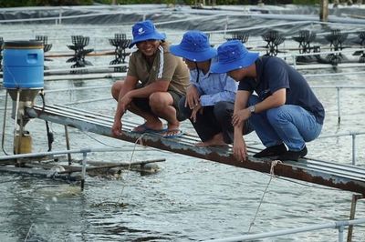 Ngành tôm Cà Mau tăng trưởng, hướng tới giá trị bền vững