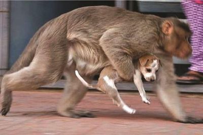 Bắt được 2 con khỉ từng giết chó để báo thù