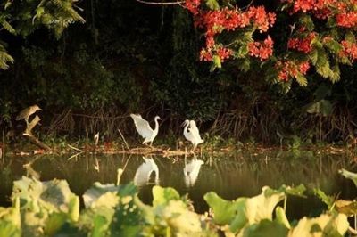 Đảo cò giữa lòng thành phố