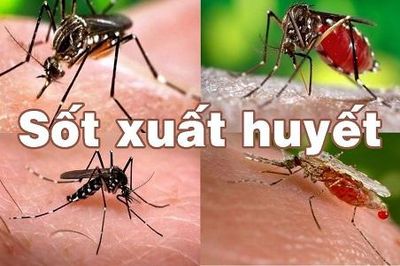 Báo động về số ca mắc sốt xuất huyết