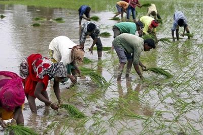 Thời tiết cực đoan đe dọa các vựa lúa của châu Á
