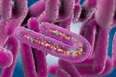 Virus Marburg và Ebola giống nhau không?