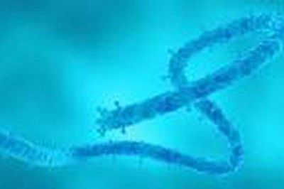 Bệnh viện Chợ Rẫy cảnh báo mức độ nguy hiểm của virus Marburg
