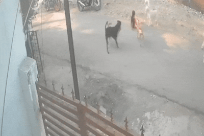 Mẹ cứu con trai 6 tuổi bị đàn chó hoang tấn công