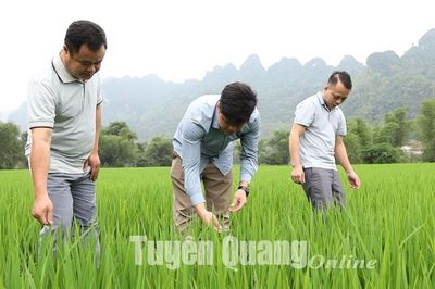 Chủ động chăm sóc, bảo vệ lúa xuân thời kỳ làm đòng, trổ bông