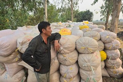 Xây dựng mô hình đưa thương lái vào chuỗi giá trị ngành hàng lúa gạo