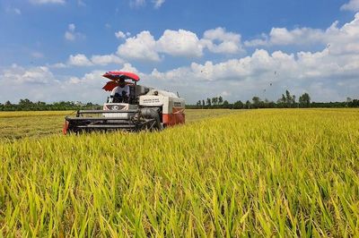 Phát triển lúa gạo bền vững: Nâng cấp chuỗi giá trị chính, đẩy mạnh sản phẩm phụ