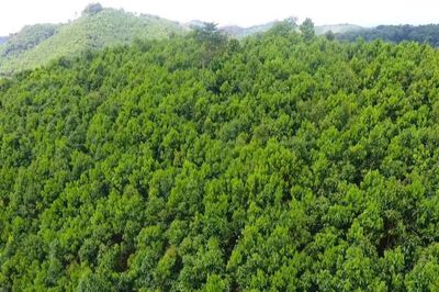 Phát triển thị trường carbon và cam kết quốc tế về giảm nhẹ phát thải khí nhà kính
