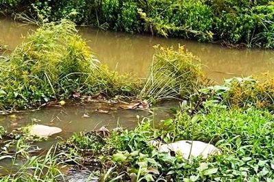 Gia Lai: Tăng cường công tác phòng chống dịch sau khi phát hiện xác heo chết