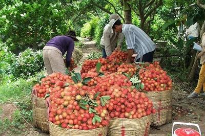 CPTPP tạo lực đẩy cho nông sản Việt mở rộng thị trường
