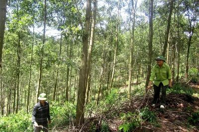 Giữ rừng gắn với nâng cao hiệu quả kinh tế lâm nghiệp tại xã Thanh Kỳ