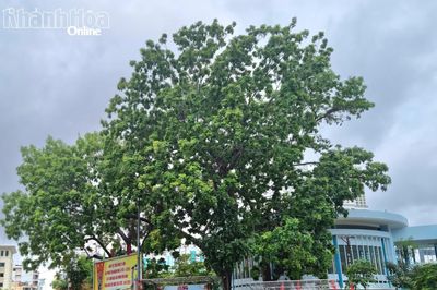 Những bóng cây cổ thụ