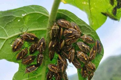 6 người nghi ngộ độc sau khi ăn bọ xít rừng tại xã Phú Xuân