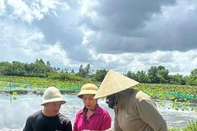 Mô hình nuôi ốc kết hợp sinh thái, hướng đi mới ở phường Long Hương