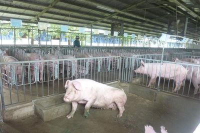 Giá heo mảnh hôm nay, 31-5: Các vùng miền tiếp tục giảm