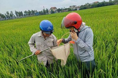 Hải Phòng: Chủ động ban hành kế hoạch phòng chống bệnh lùn sọc đen hại lúa vụ Mùa năm 2026