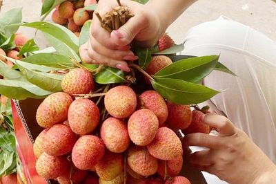 Chưa từng có: 300.000 đồng/kg vải thiều tại vườn