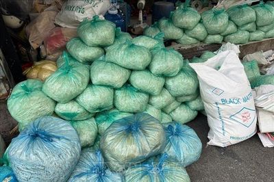 Bắt tạm giam bốn đối tượng sản xuất giá đỗ sử dụng hóa chất cấm