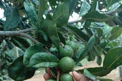 Lâm Đồng nâng cao chất lượng sản xuất mắc ca