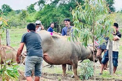 Khống chế trâu 'điên' ở Đắk Lắk húc 4 người nhập viện
