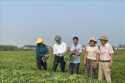 Giống lạc mới, công nghệ chế biến mở hướng xuất khẩu cho nông sản Nghệ An