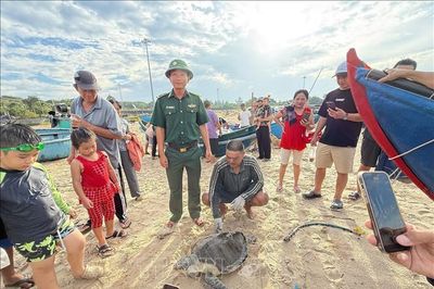 Kịp thời cứu hộ, thả rùa biển quý hiếm về tự nhiên