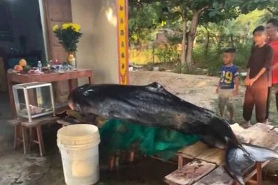Cá voi dài 3m dạt vào bờ biển