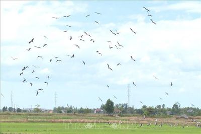 Hàng nghìn con cò nhạn xuất hiện trên các cánh đồng ở Quảng Trị