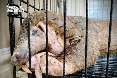 Cứu hộ kịp thời cá thể tê tê bị nhồi nhét thức ăn để tăng trọng lượng nhằm buôn bán trái phép
