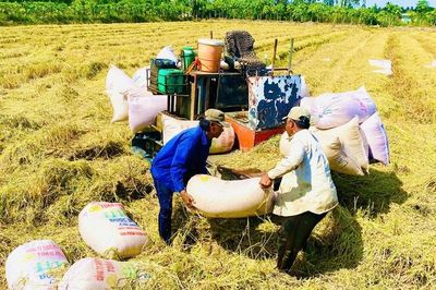 Thời cơ nâng giá trị gạo Việt