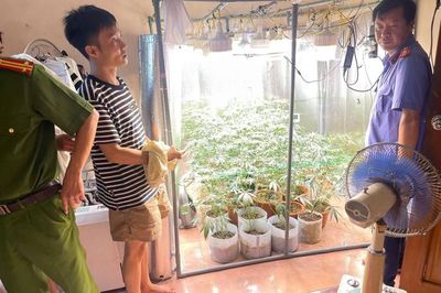 Phát hiện 'vườn' cần sa được trồng một cách tinh vi, hiện đại trong phòng ngủ