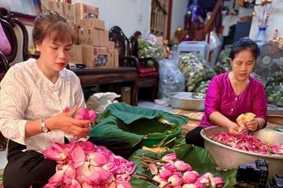 Trà sen Tây Hồ vào vụ
