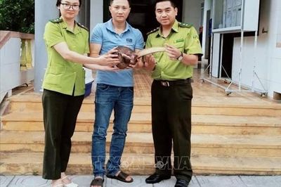 Quảng Trị cứu hộ 5 cá thể động vật hoang dã nguy cấp
