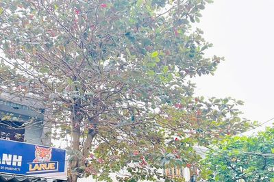 Đà Nẵng công khai giao đất xen kẹt theo hướng minh bạch, ưu tiên phục vụ cộng đồng