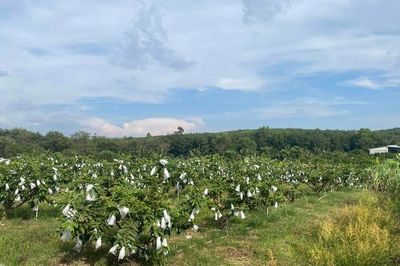 Từ vùng đất công nghiệp đến thương hiệu ổi hữu cơ