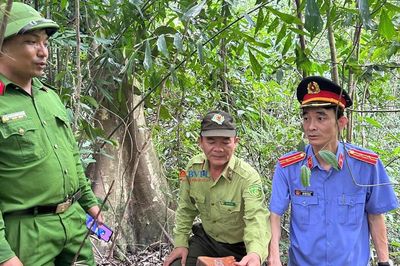 Kiểm sát khám nghiệm hiện trường, xác định 32 cây gỗ lớn bị chặt hạ