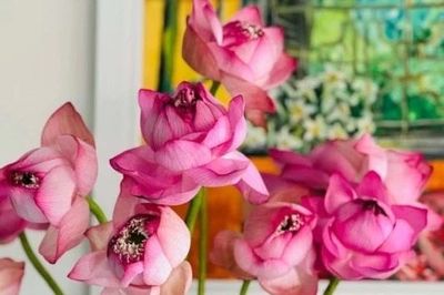 Sen - nguồn cảm hứng trong ẩm thực Việt