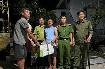 Phát hiện trăn hoang dã bên đường, người dân giao nộp cho các cơ quan chức năng