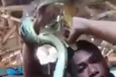 Trêu chọc trăn khổng lồ, nam thanh niên bị cắn thẳng vào đầu
