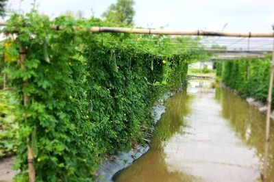 Từ đất phèn đến mô hình 'trên rau, dưới cá'