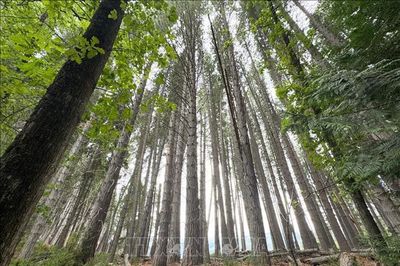 'Thiên đường hoang sơ' Patagonia giữa vòng xoáy cháy rừng
