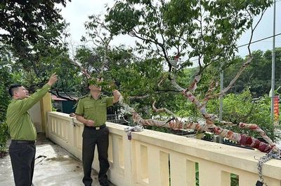 Siết chặt kiểm soát khai thác, buôn bán cây muội hồng