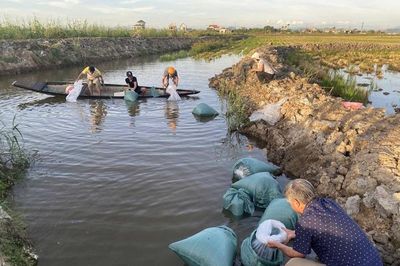 Hỗ trợ mô hình xen canh lúa - tôm cho vùng đất phèn mặn ở Dương Nỗ