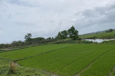 Án lệ về việc hủy sổ hồng khi cấp chồng lên đất người khác