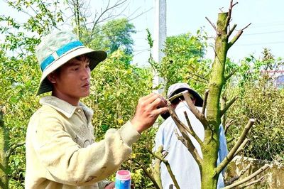 Bất ngờ về 'nền móng' của thủ phủ mai vàng nổi tiếng ở TPHCM